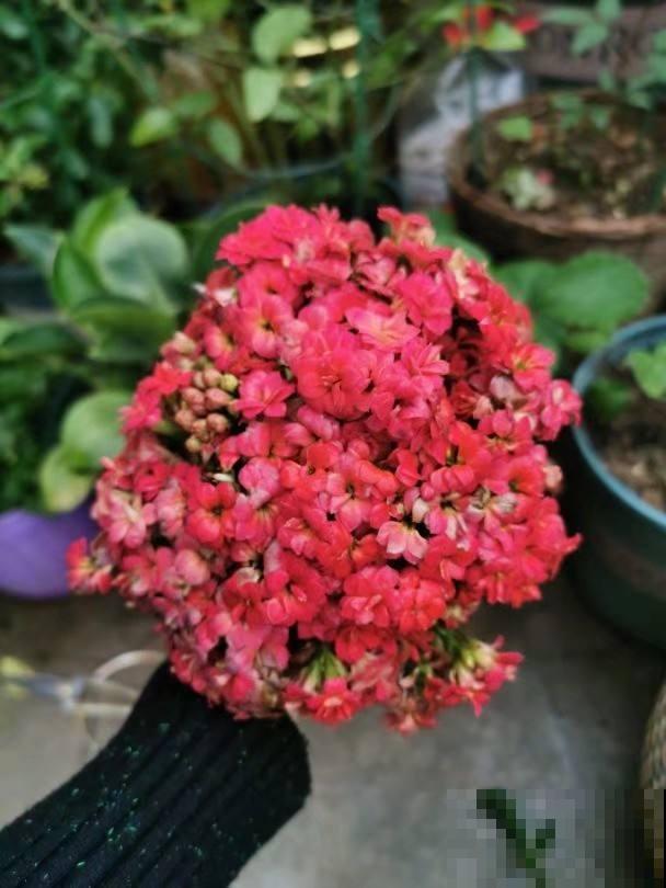 9种花，浇水越多容易烂根，不浇水反而蹭蹭长疯了