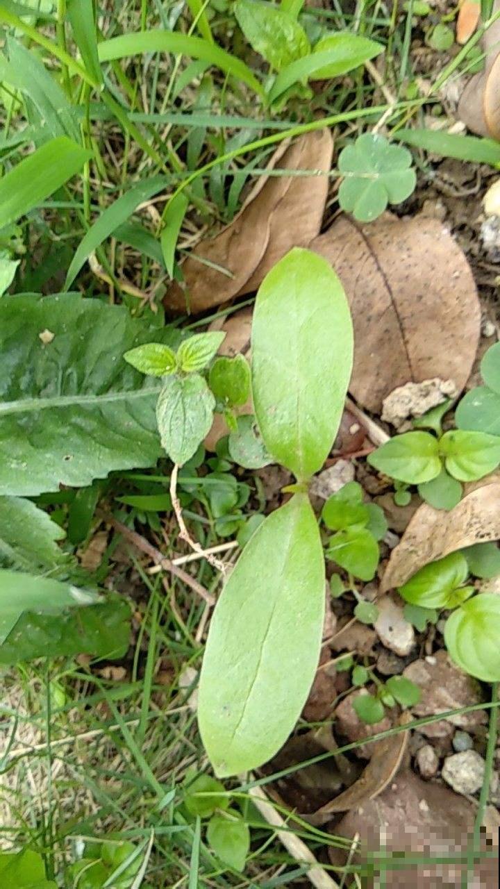 你见过半夏吗？名字好听模样美，还是珍贵药草！