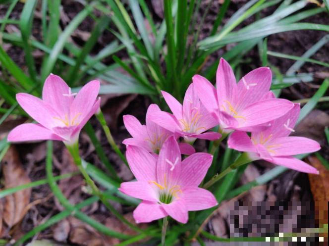 路边一种“韭菜”花，种盆里太养眼，一淋雨就开花！