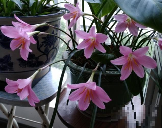 路边一种“韭菜”花，种盆里太养眼，一淋雨就开花！