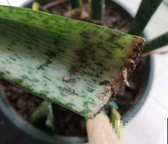 虎皮兰不用买，摘片叶子插土里，呼呼长爆一大盆！
