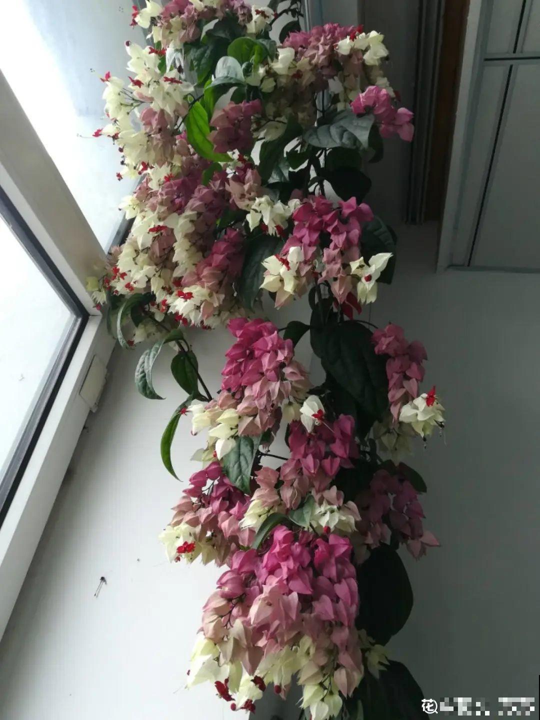 家里养盆垂吊花，呼呼长成绿帘子，看着真凉快