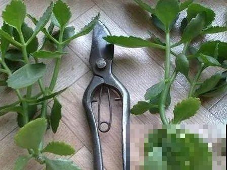 20种常见花，扦插方法大全，不用再花钱买了！
