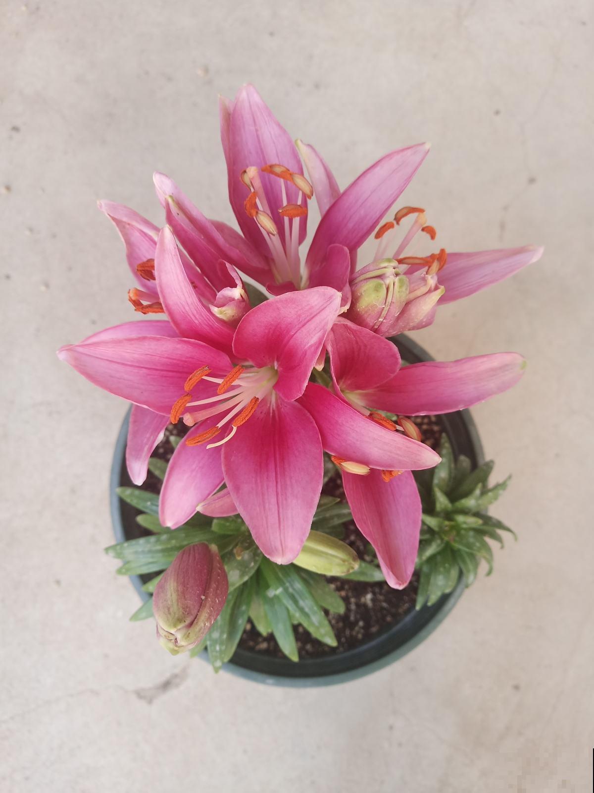花店买花太贵了，这4种花，掐个枝在家就能养