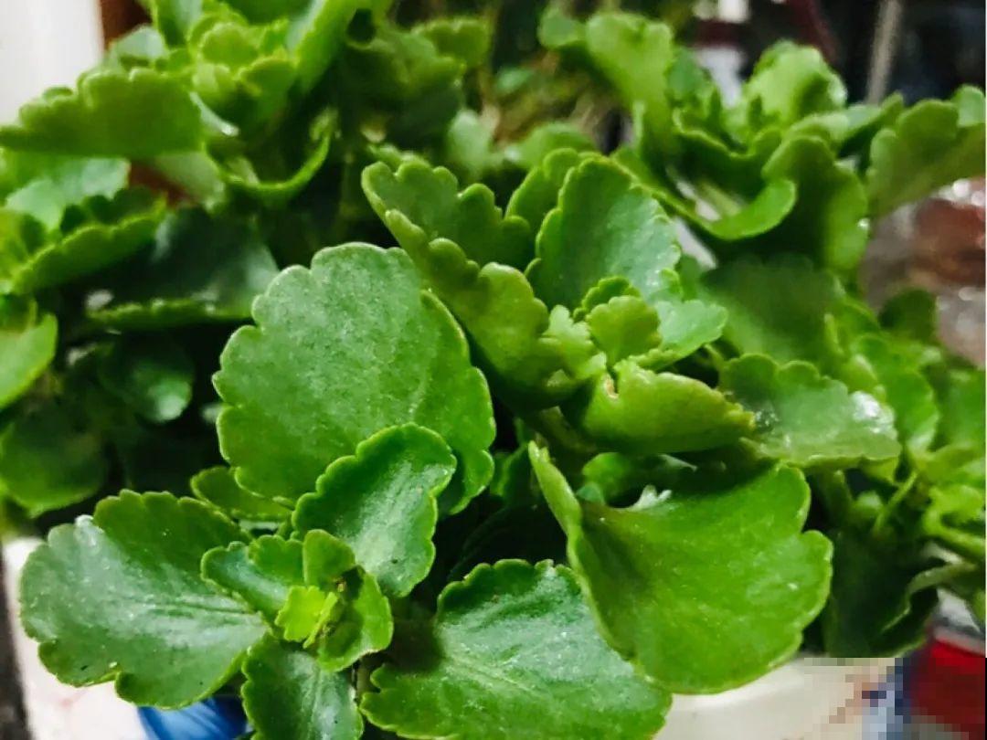10种耐旱植物，平时少浇水，开花更准时！