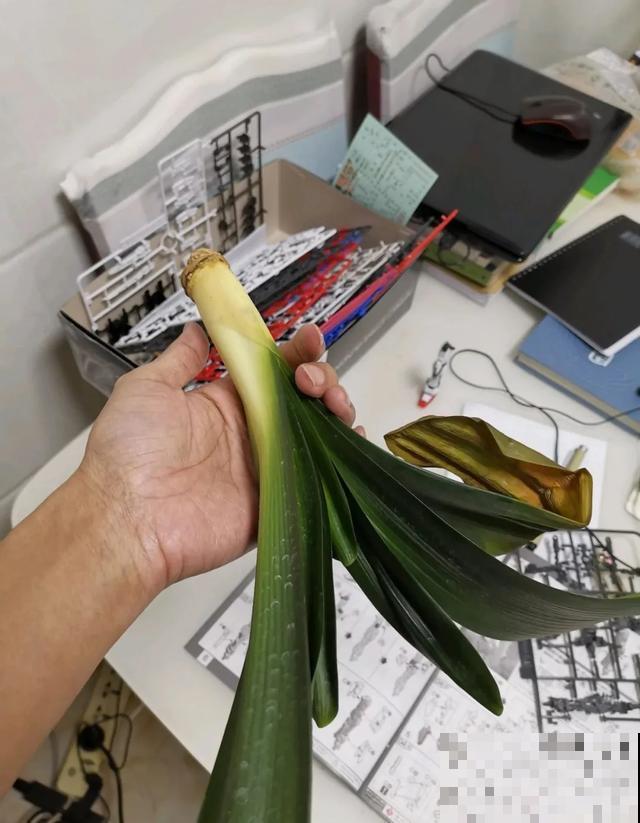 花烂根了别丢，塑料袋里捂一捂，大白根立马蹭蹭冒！