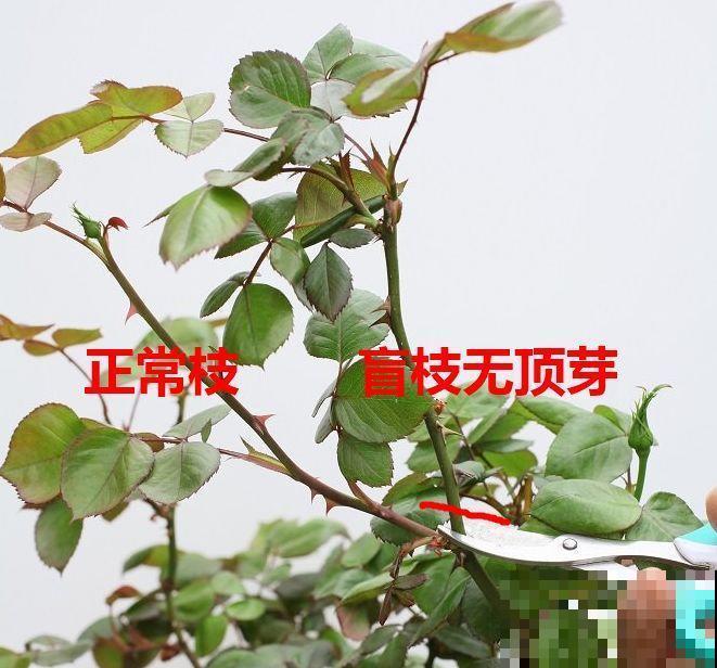 4月养花，这6件事必须做，晚了再也不开花！