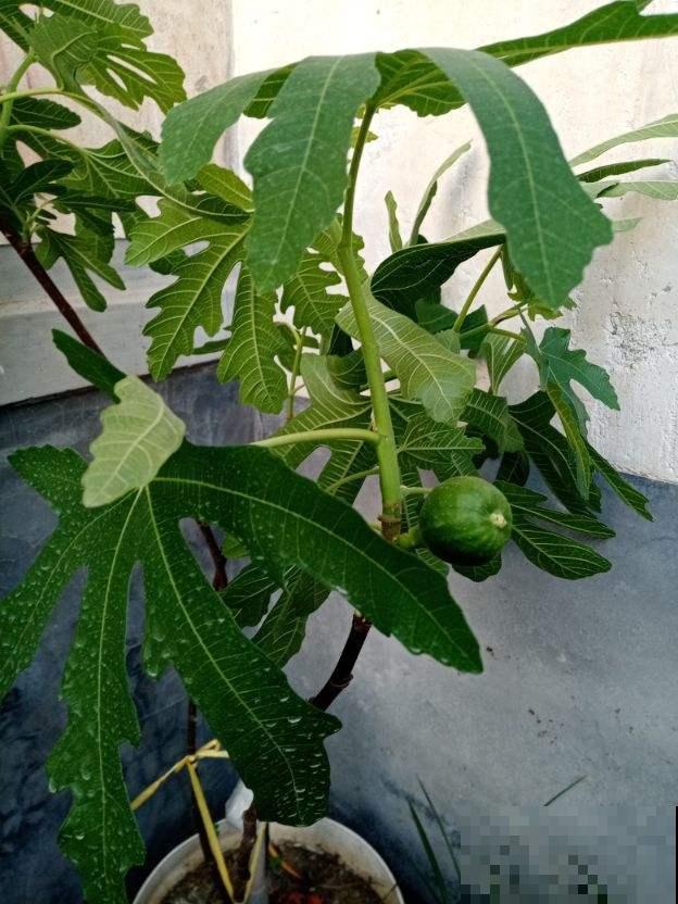 想在夏天吃到美味清甜无花果，现在的养护不可少，赶紧学学！