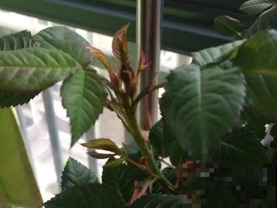 花的这个位置，千万别修剪，否则白养大半年！