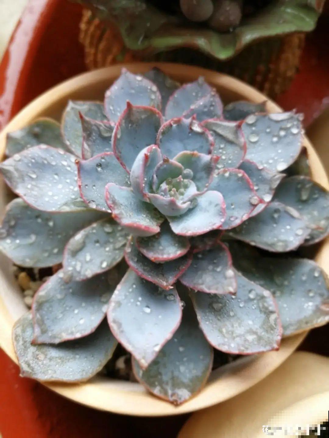 春天各种虫害来袭，花叶都要被吃没，教你新方法来杀虫！