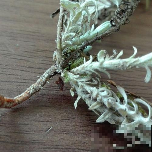 野山上长的野草，还有大价值，很多药店都高价回收！