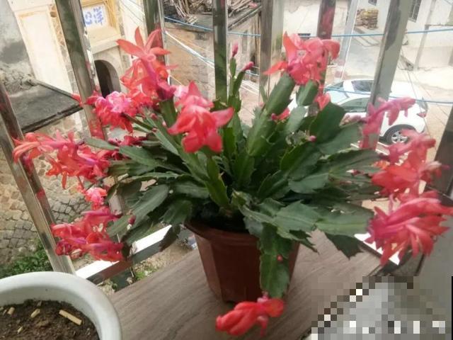 家里养盆虎皮兰，小花盆、挤着养，疯狂开花爆小崽！