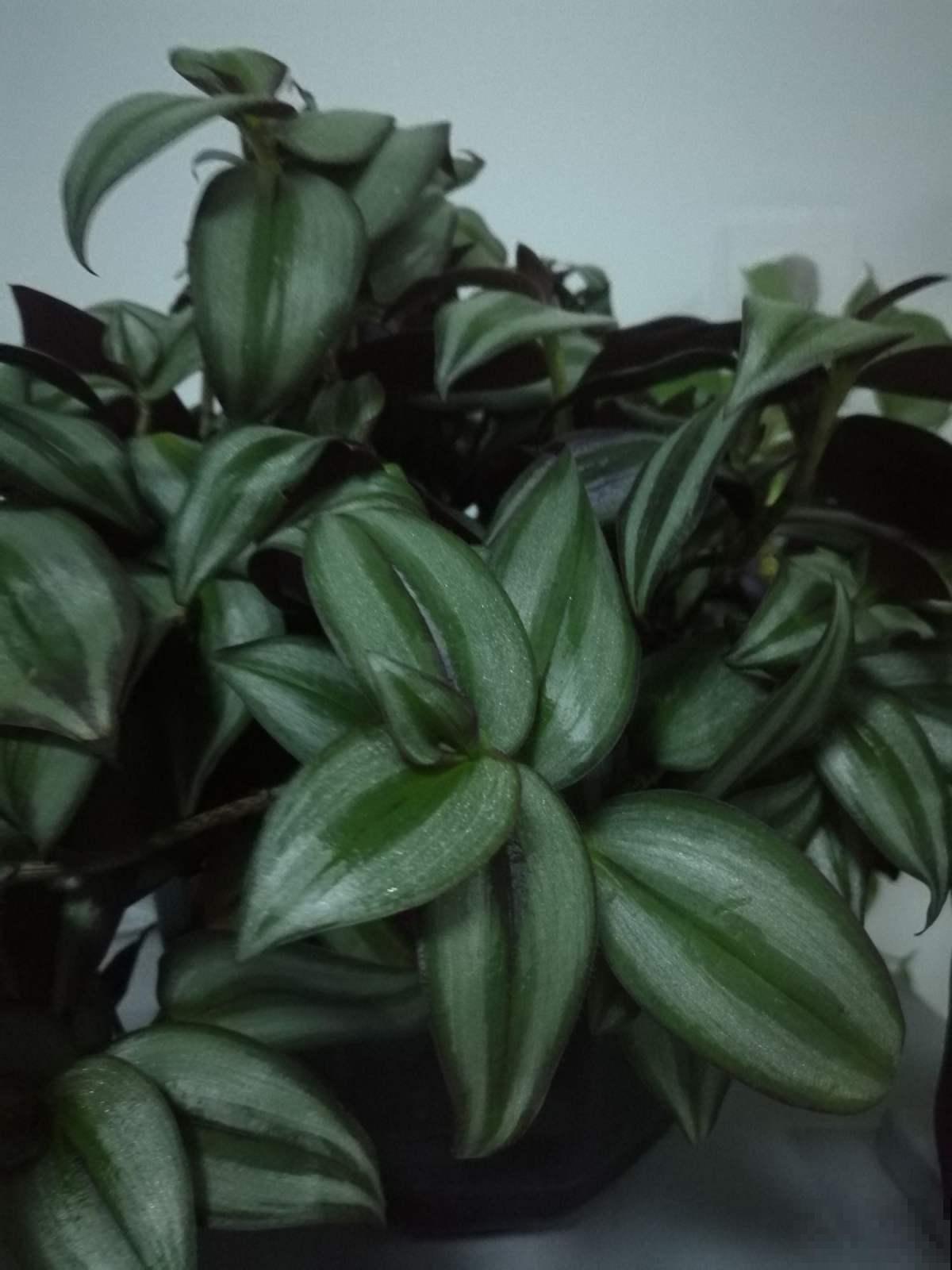 这花就叫“喜荫花”，光照不足都能开花，太美了！