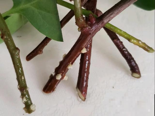 养绣球真赚了，枝条剁8段，每根都能活！