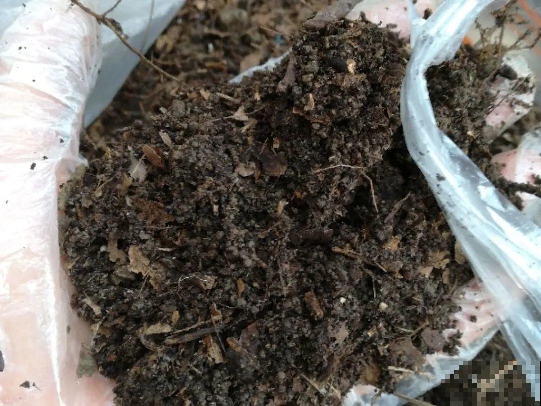 20种自制营养土，肥的流油，不用花钱买！