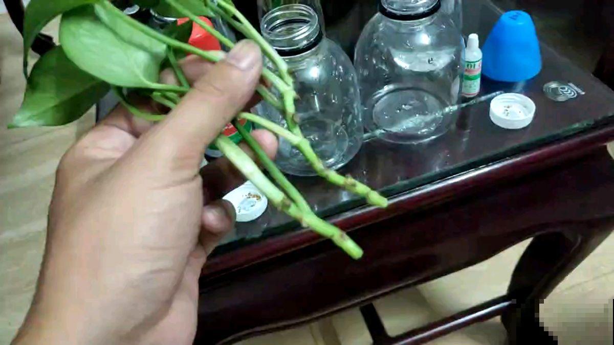 夏天绿萝老黄叶，不如薅出来塞水里，分分钟长出好几米！