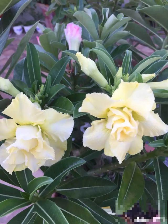 8种超难养的花，买一盆死一盆，真伤心！