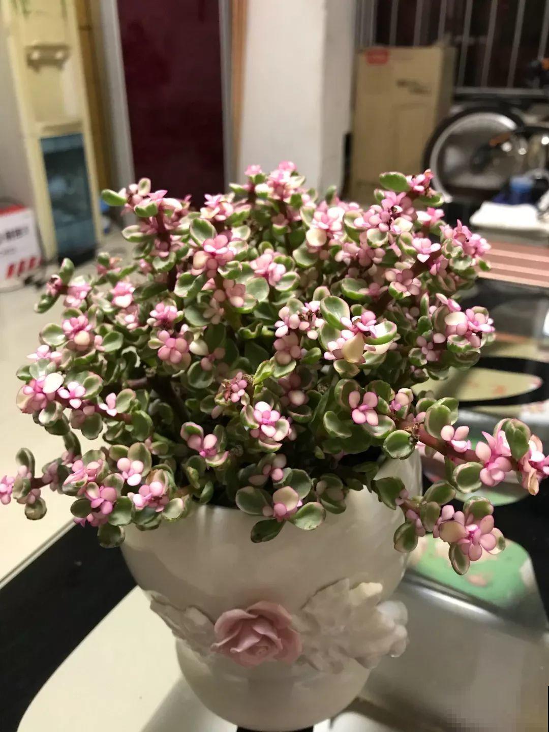 路边挖1棵马齿苋，2个月养成老桩，真值钱！