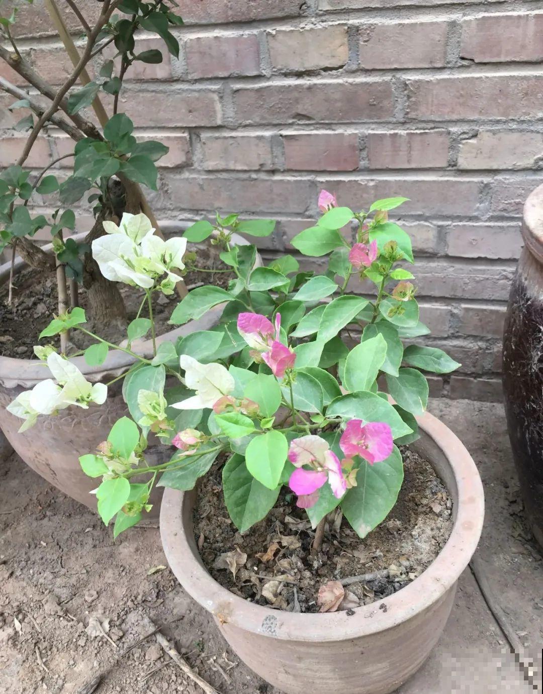 这10种花，天越热越扦插，3天冒出大白根！