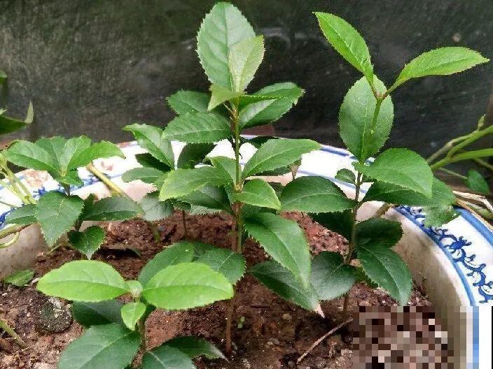 20种常见花，扦插方法大全，不用再花钱买了！