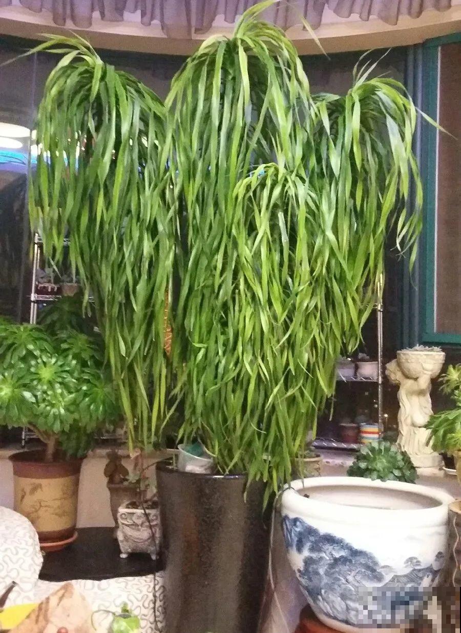 30年的芦荟，20年的龟背竹，硬生生把花养成了树！