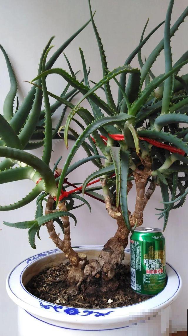 6种花能养成巨无霸，摆在家门口，路过的都称奇！