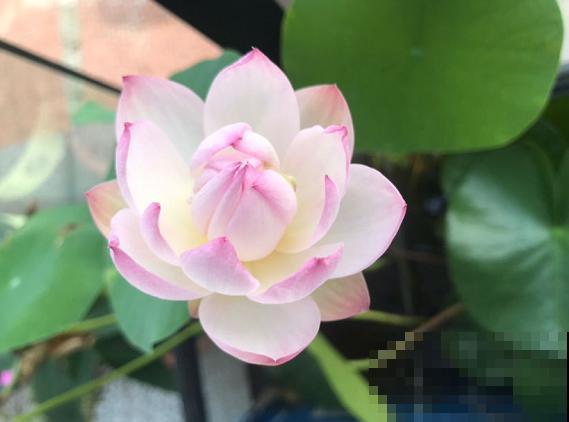 5种花不用土养，只用水就能开爆盆，还有好闻的香味！