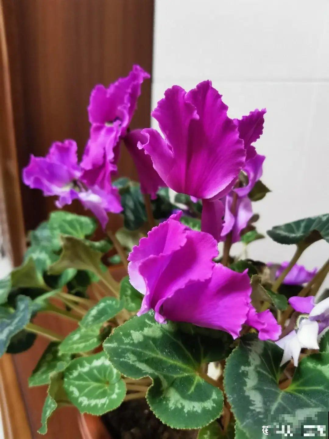 不是所有花都能喷水，这6种花要注意，喷水太多容易烂叶
