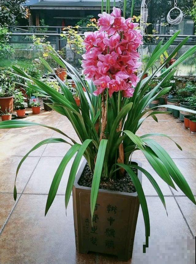 最皮实的一种兰花，叶子壮得像韭菜，新手也能养开花！