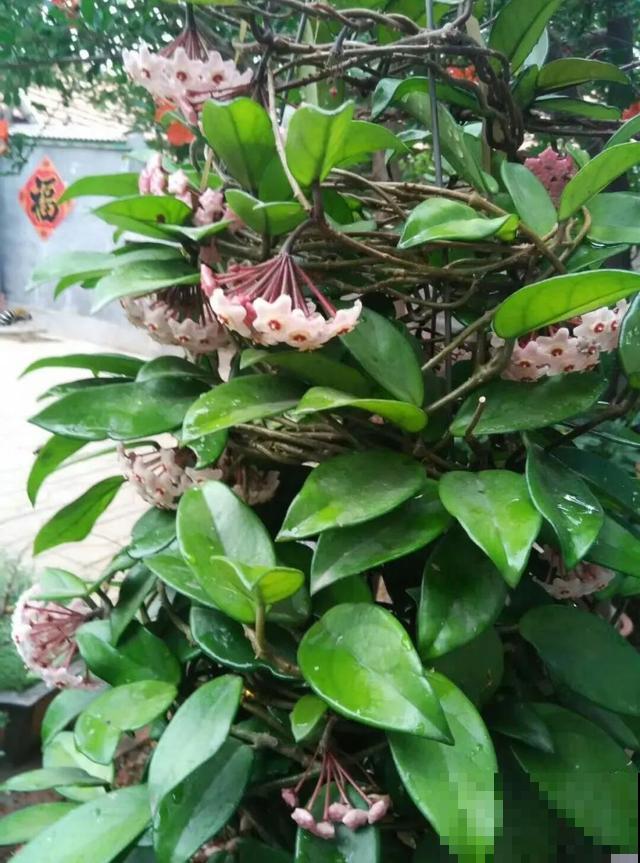如果你有个院子，那一定要养这5种花，开花又多又香！