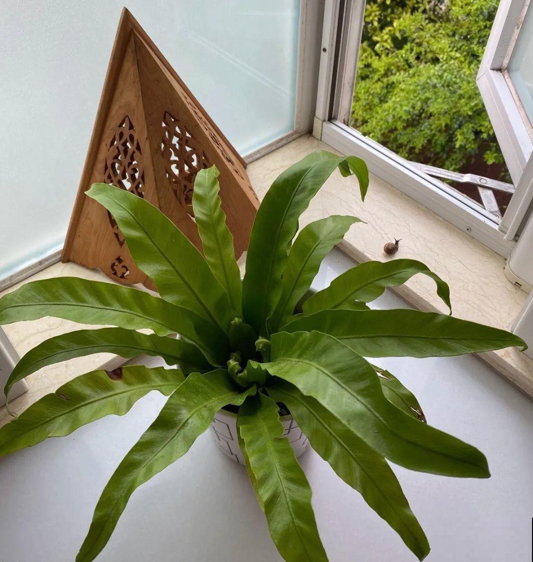 有品位的人，都爱这10种花，养一盆特有面子！