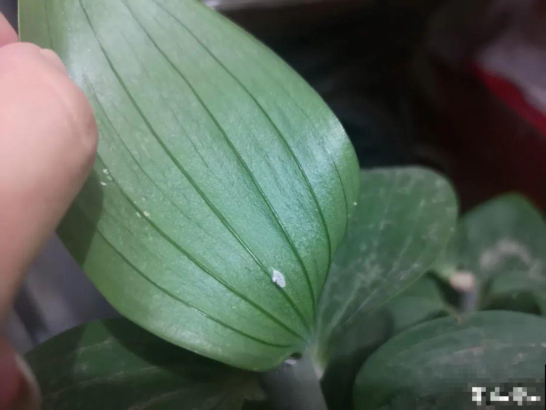 春天各种虫害来袭，花叶都要被吃没，教你新方法来杀虫！