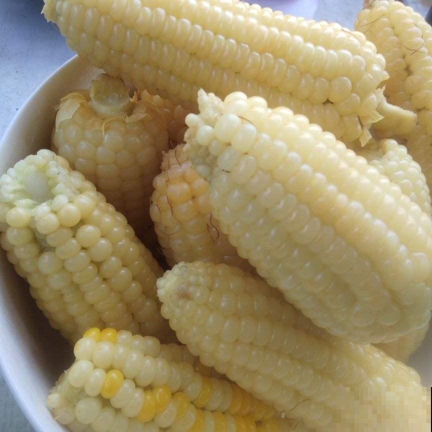 生玉米也可以种土里？几天长出一大盆，模样不输富贵竹！