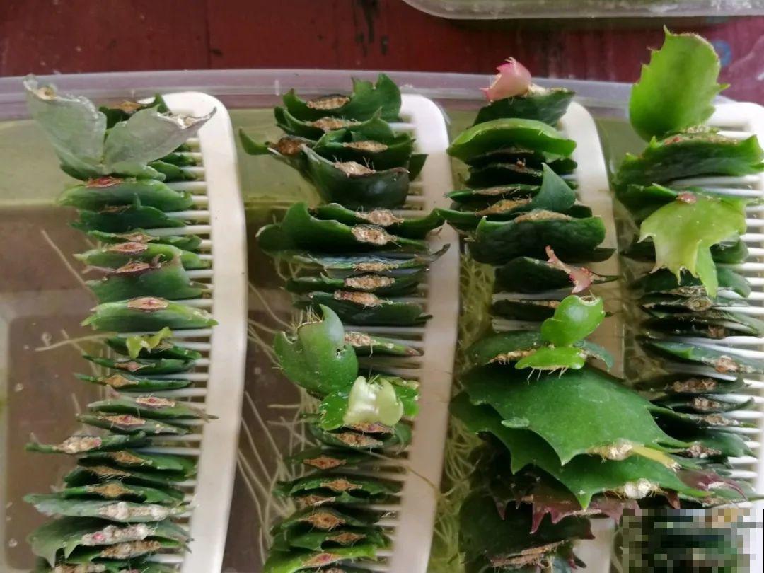 8种花，开完花别急着丢，剪一刀还能继续开