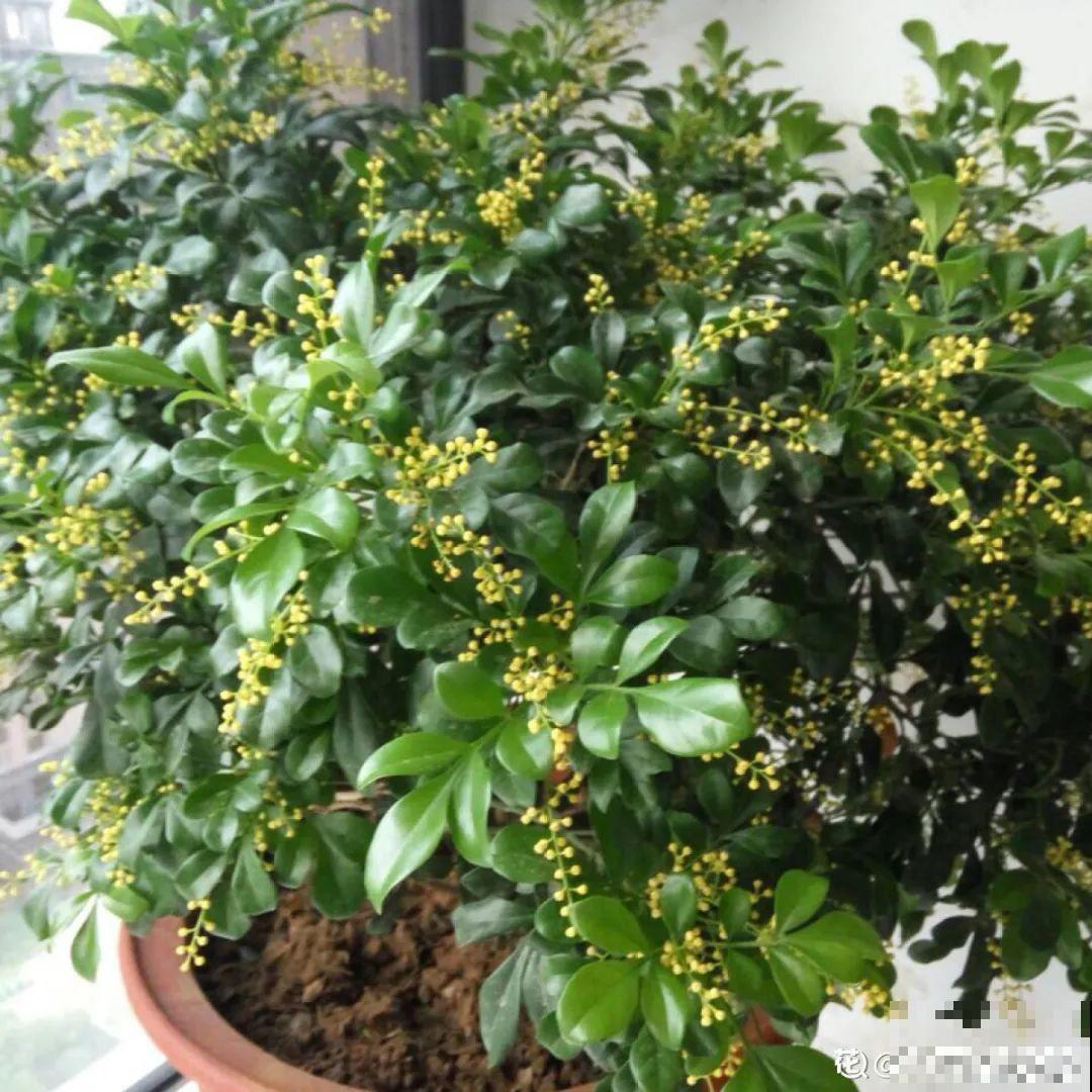 25种晒不死的花，越晒越开花，天再热也不怕！