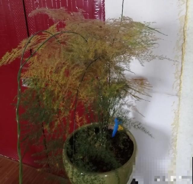 嫌花长得丑，趁现在砍头，满盆都是新叶子！