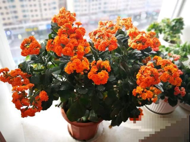 家里养盆虎皮兰，小花盆、挤着养，疯狂开花爆小崽！