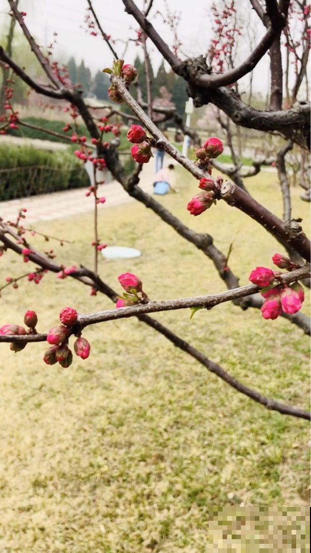 路边树开花像梅花，长的叶子像榆树，原来名字叫榆叶梅！