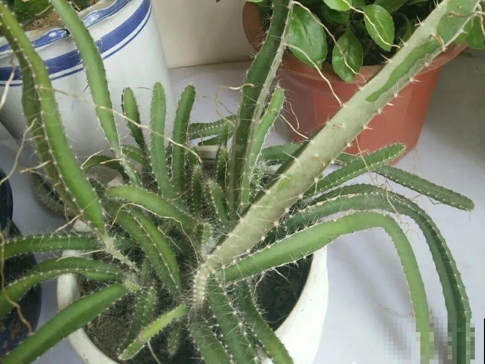 吃剩的菠萝头别扔，剪一剪种土里，结出金黄大菠萝