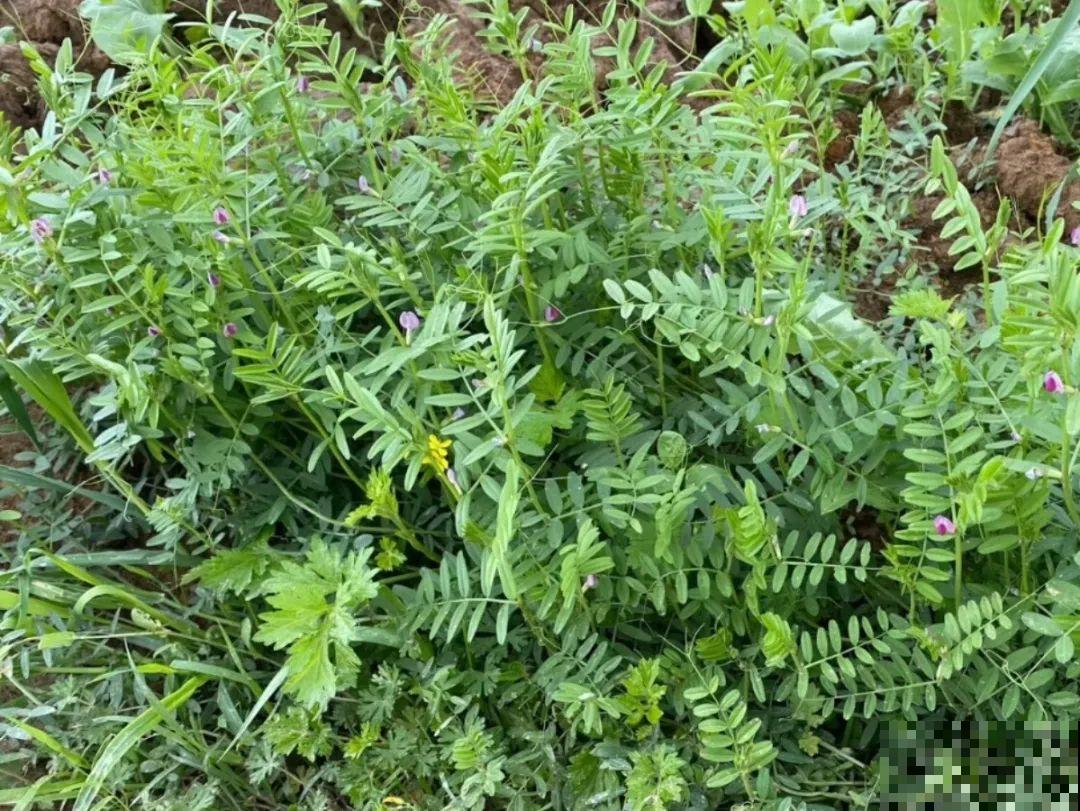 66种野菜辨别图，再不挖点尝尝，下个月就老了！