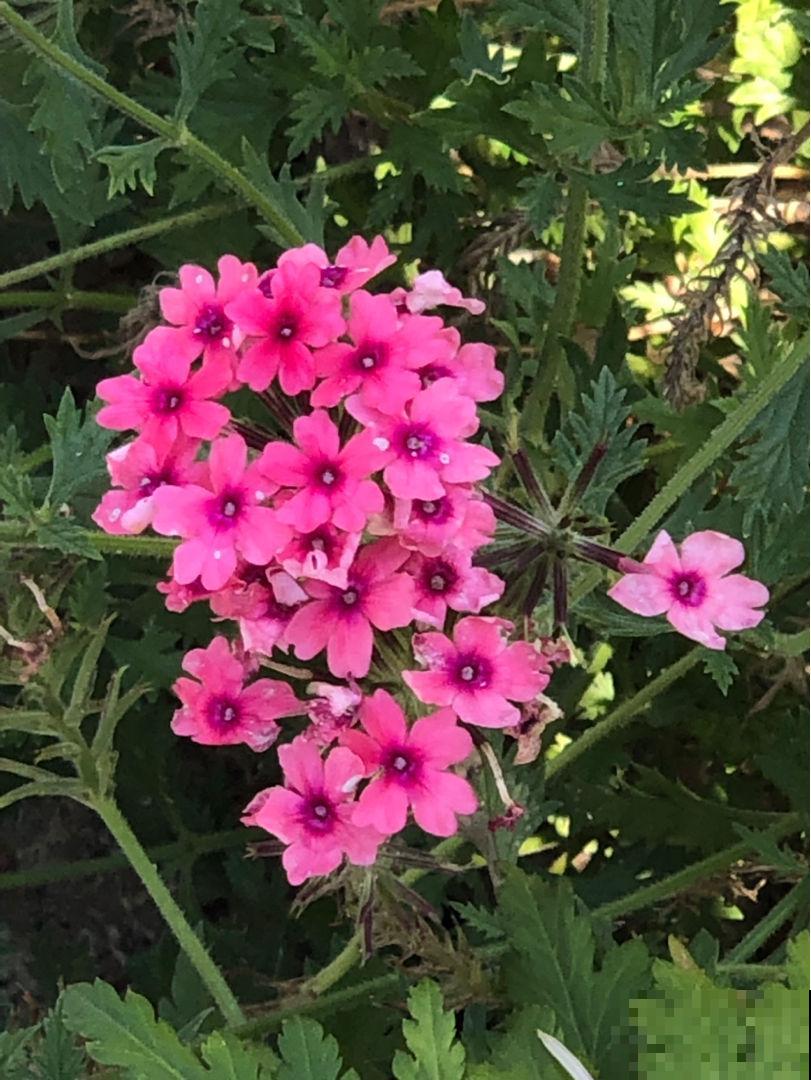 美女樱好看好养，花期大半年，越养越漂亮