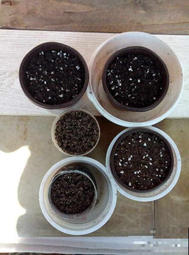 为啥自己播的种子，最后一棵都没成？就因为缺了春化！