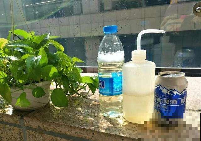 3种植物是老酒鬼，一喝啤酒就疯长，根本不用施肥！