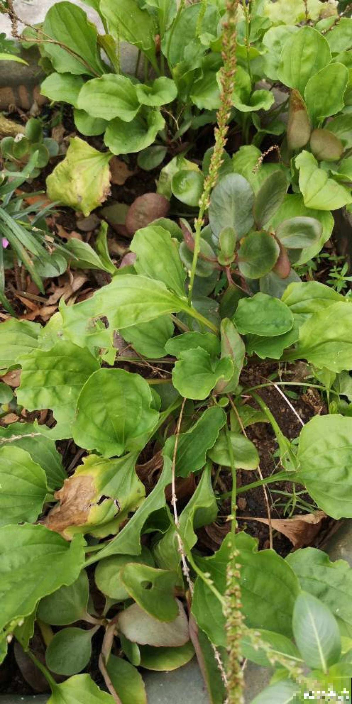 小时候见的“6种”野草，就是不知道叫啥名，看完你就记住了