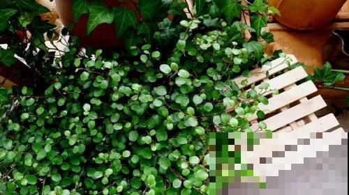 春天养盆垂吊盆栽，夏天收获一片绿荫，秋天得到绿色瀑布！