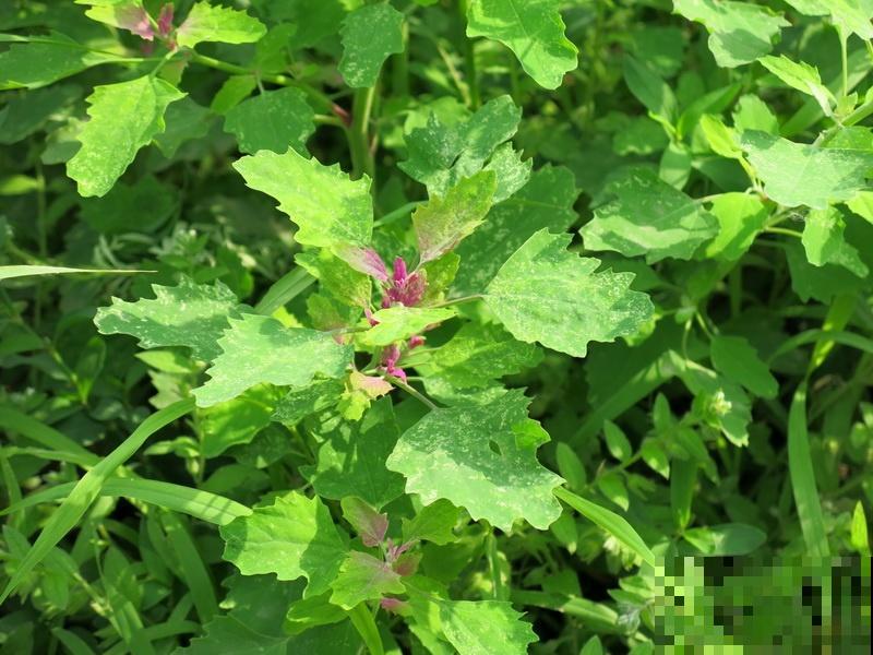 见过两米高的野菜吗？很多人看了不认识，其实掐点嫩芽超鲜香！