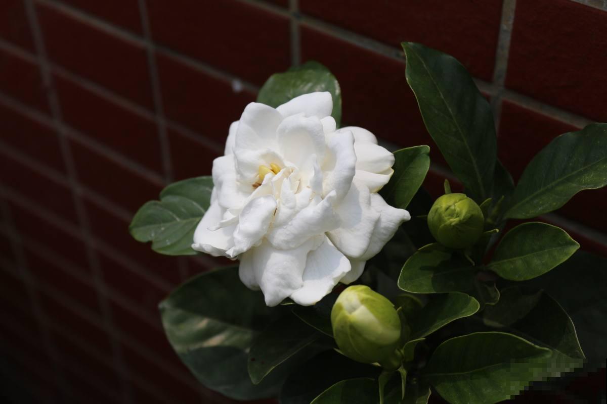 3种花就是醋坛子，土里滴点醋，叶子油绿鲜亮