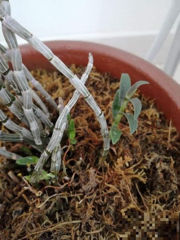 养过珍贵的石斛吗？林地里一长一大片，塞水苔里就能长！