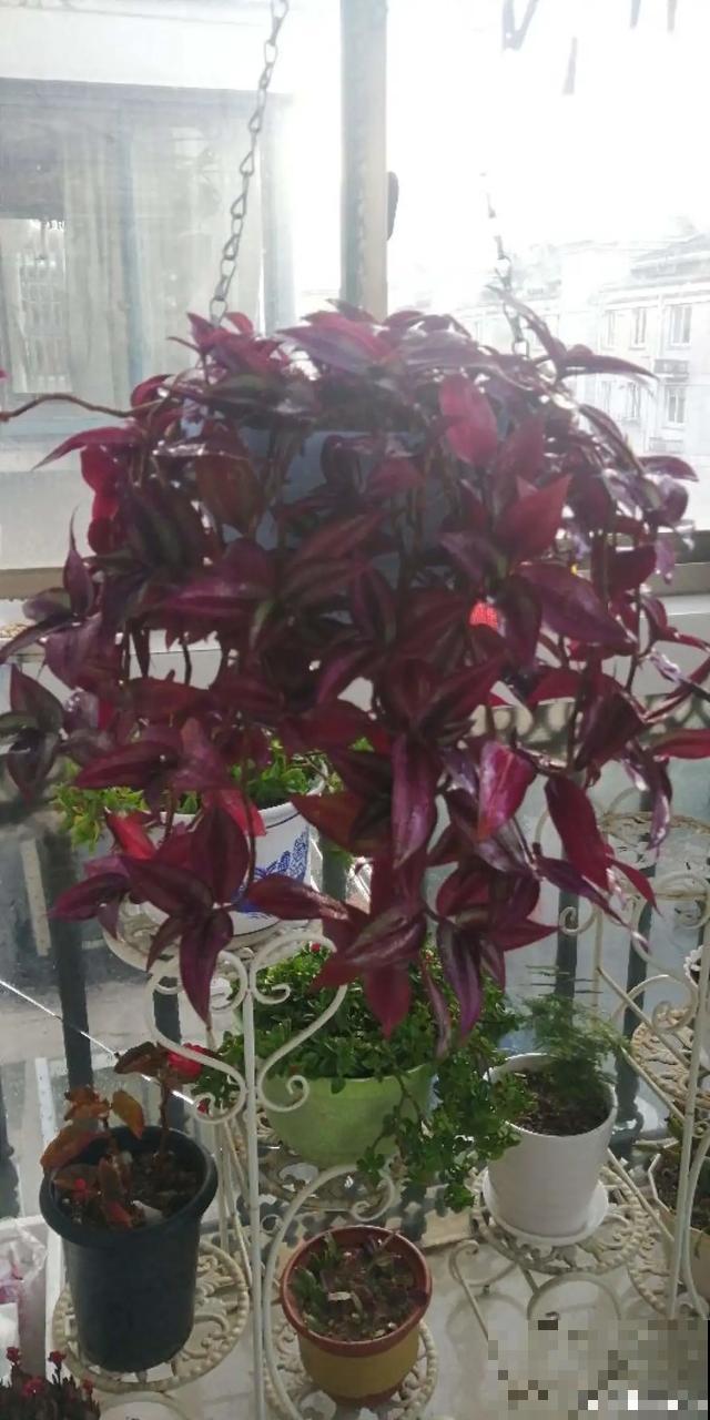 6种花，一定要吊起来养，开花像瀑布，看着真过瘾！