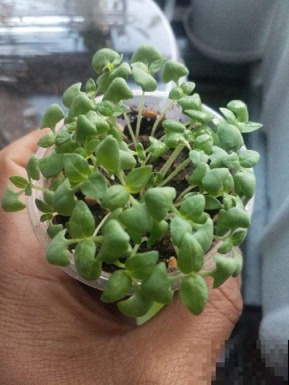 厨房就养香草花，驱蚊杀菌，叶子还能做菜吃！